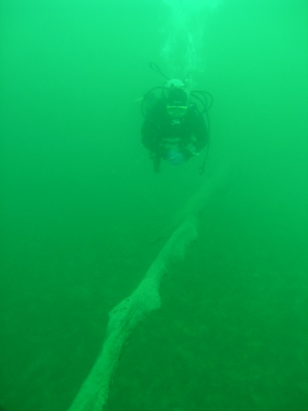 Attersee - Bild 24 von 56 - Wald                       