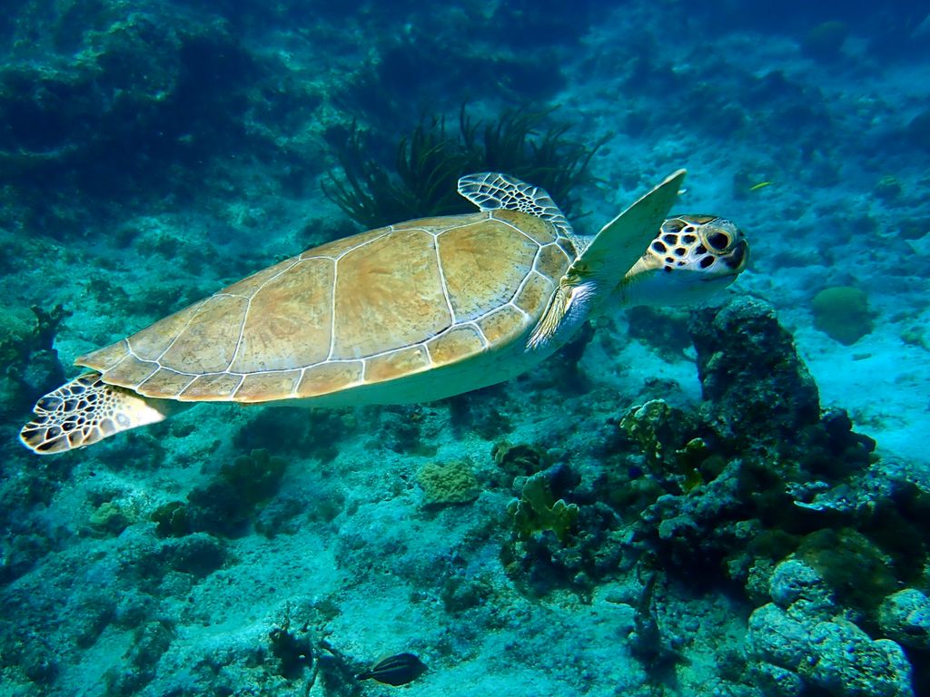 2020 Bonaire - Web 35 von 288