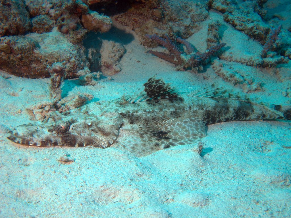 Krokodilfisch 