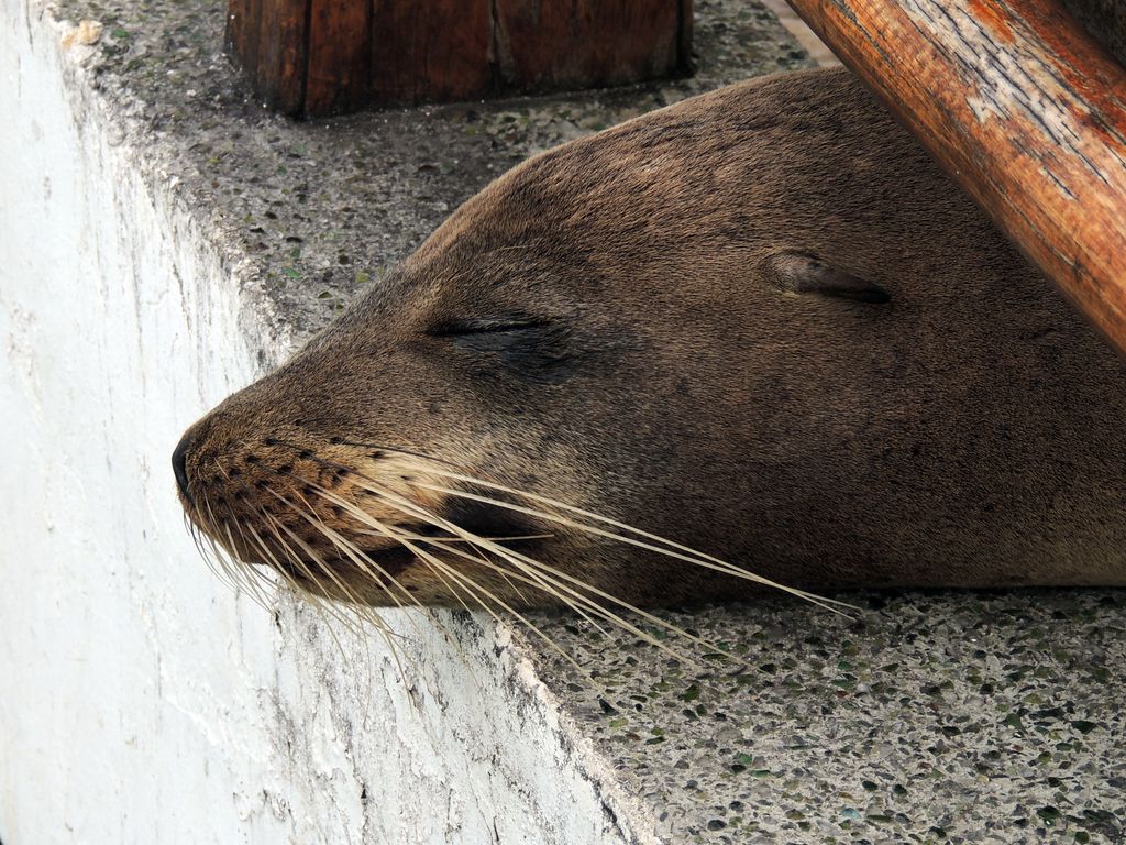 Galapagos2 12 von 178