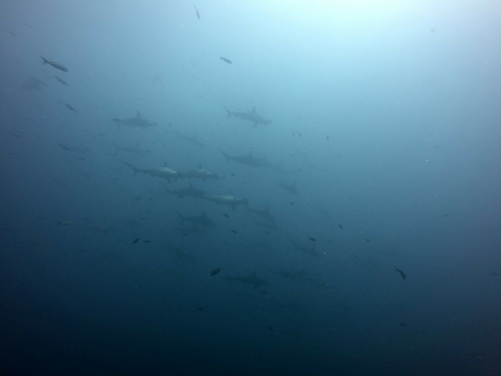 Galapagos2 59 von 178