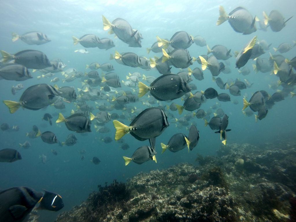 Galapagos2 83 von 178