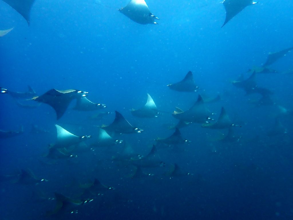 Galapagos2 112 von 178