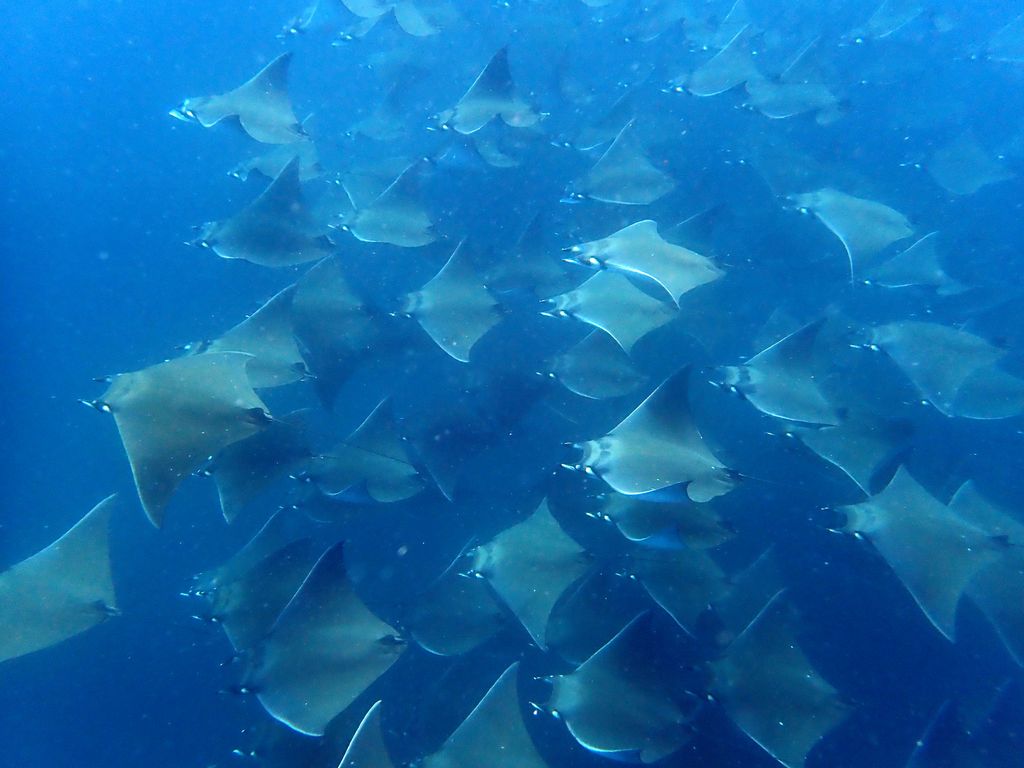 Galapagos2 127 von 178