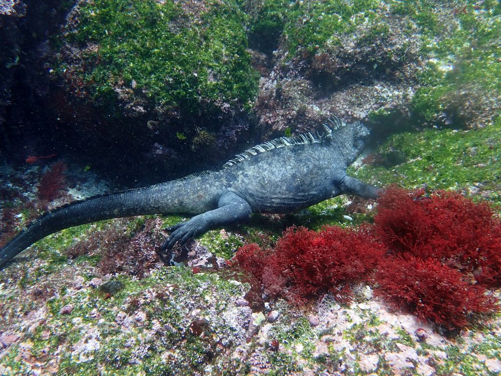 Galapagos2 170 von 178