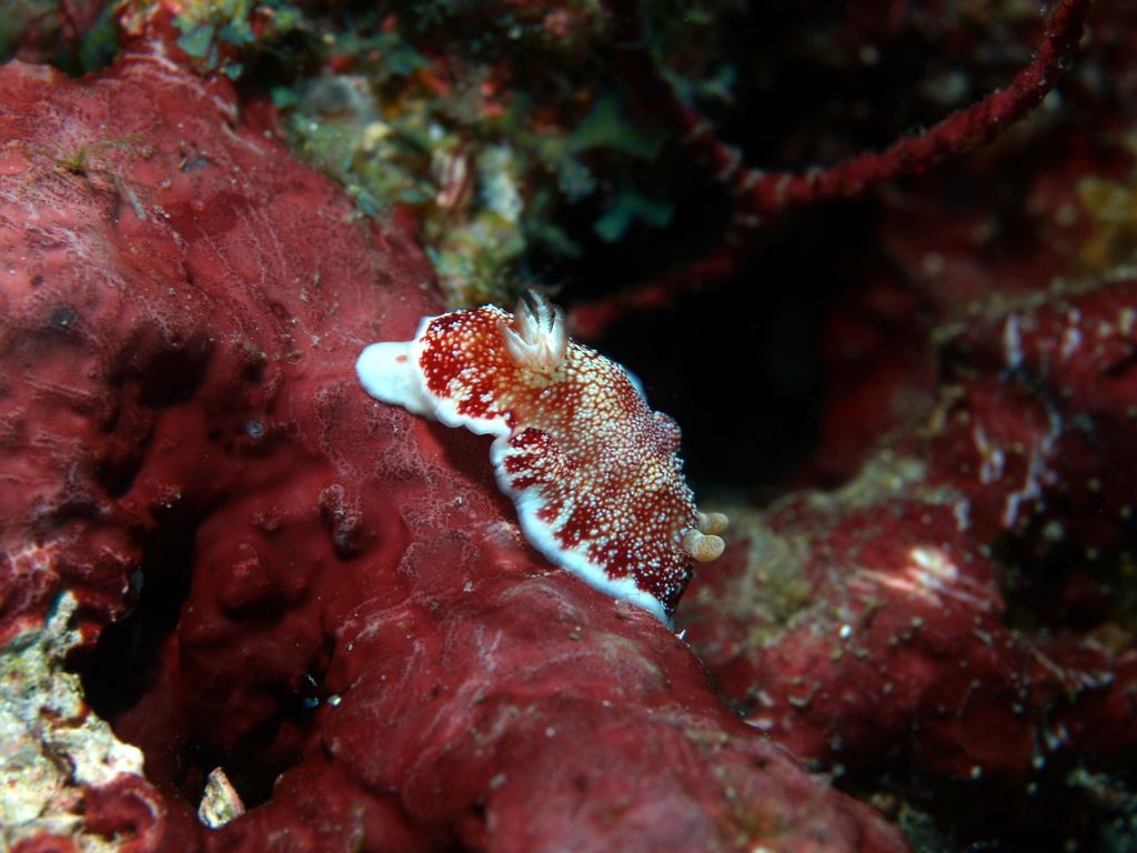 p4286886.jpg 