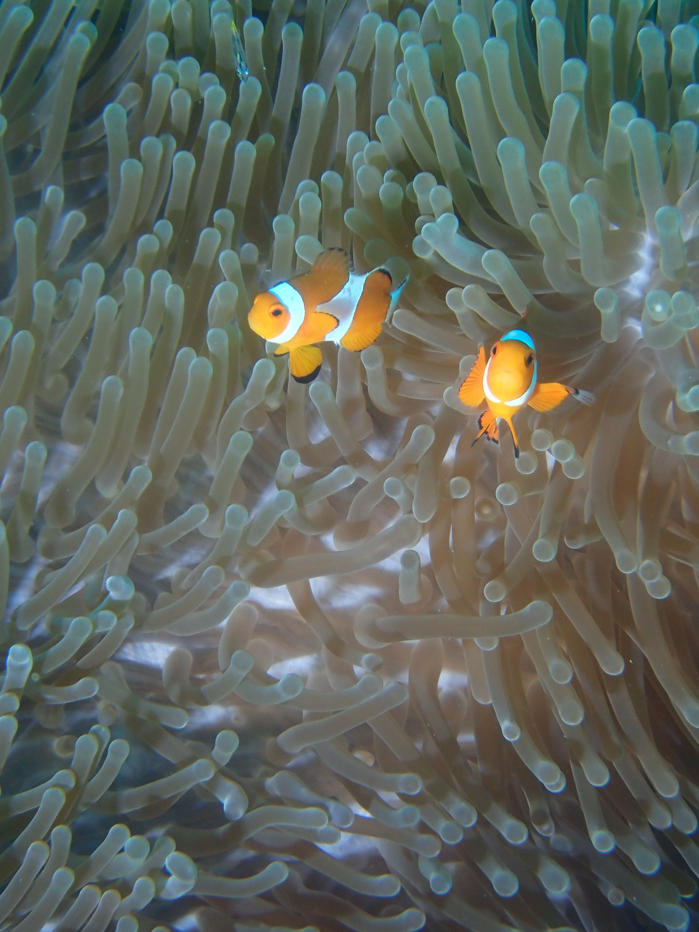 Indonesien6 28 von 164