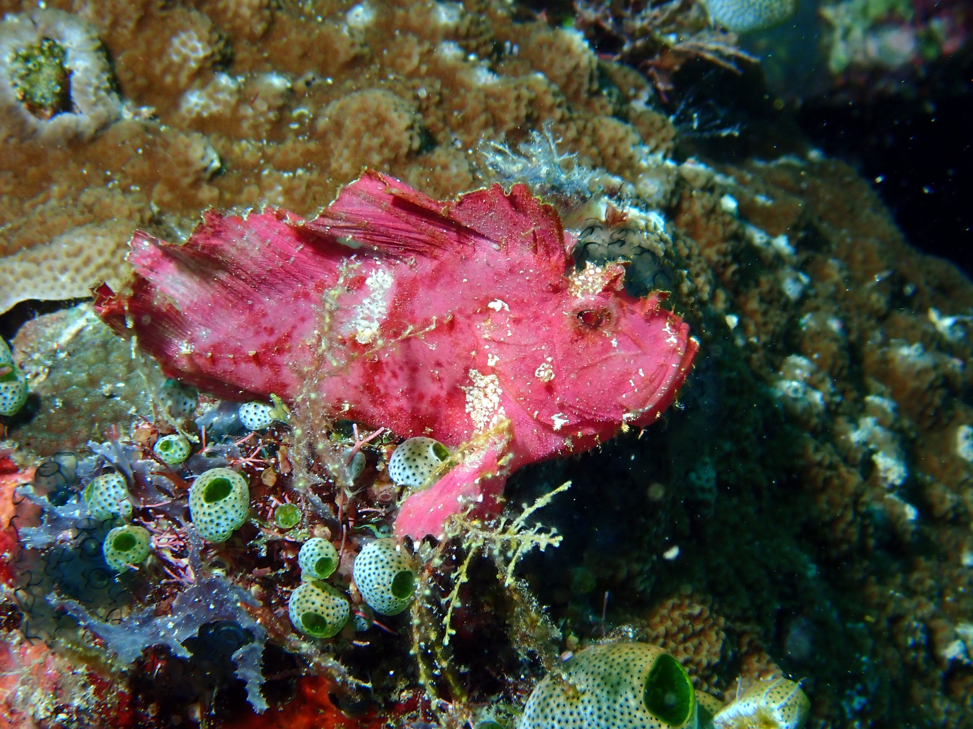 Indonesien6 55 von 164