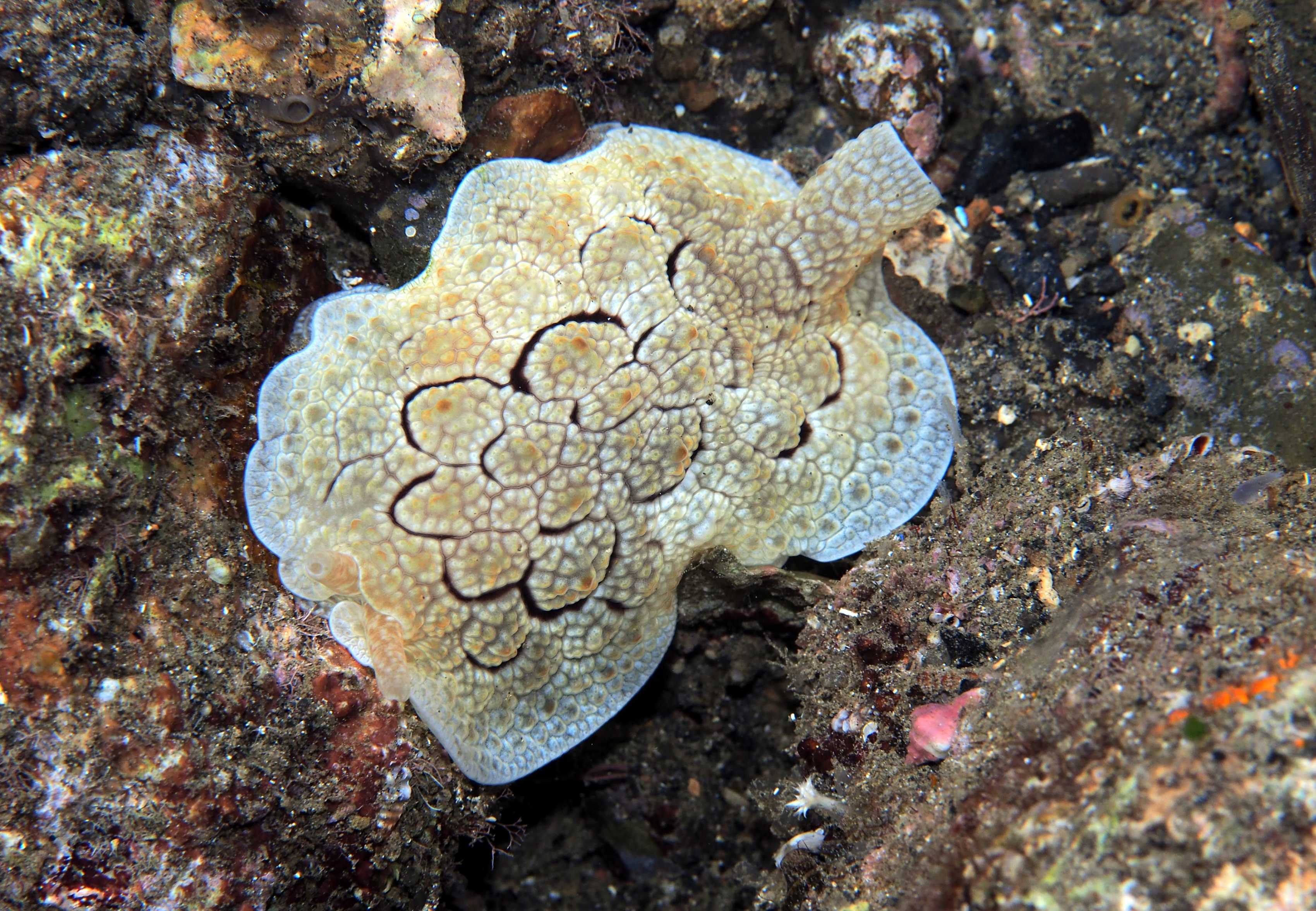 Indonesien6 139 von 164