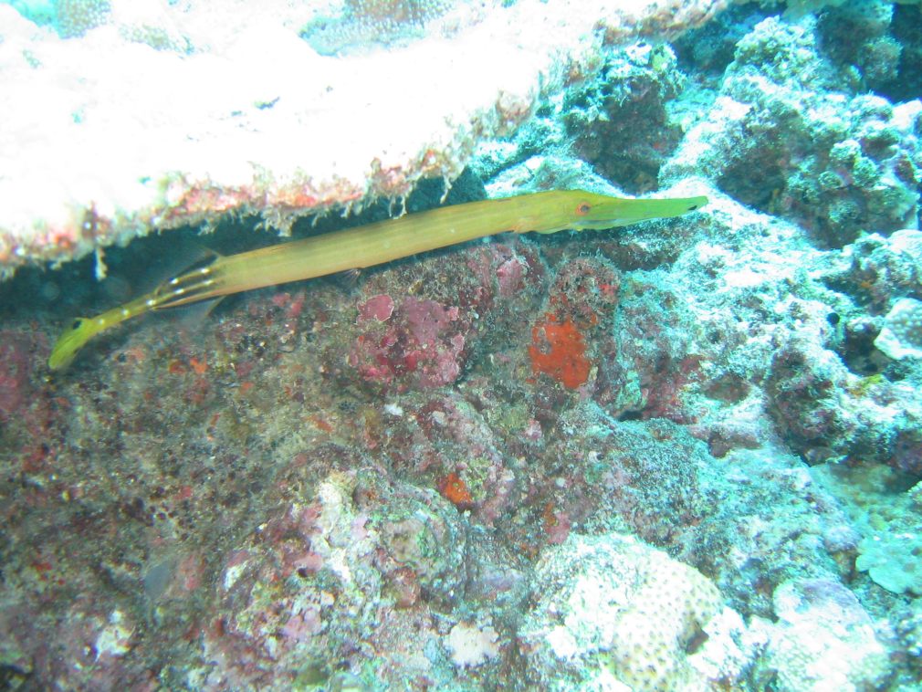 Malaysia - Bild 20 von 94 - Floetenfisch