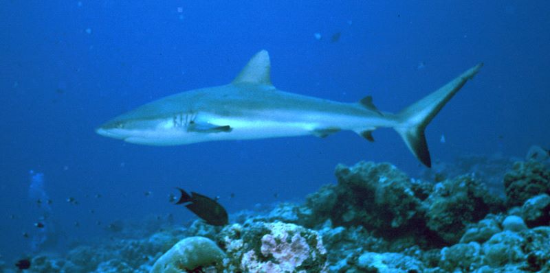 image017d.jpg